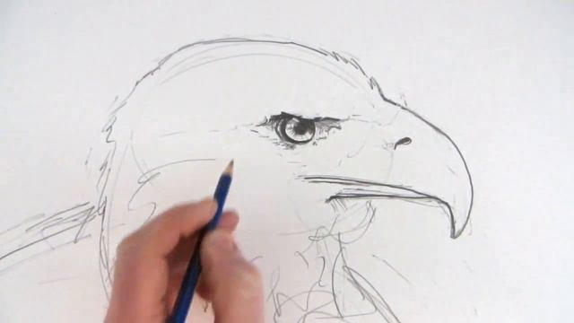 How to Draw an Eagle's Head Narrated Step by Step смотреть онлайн
