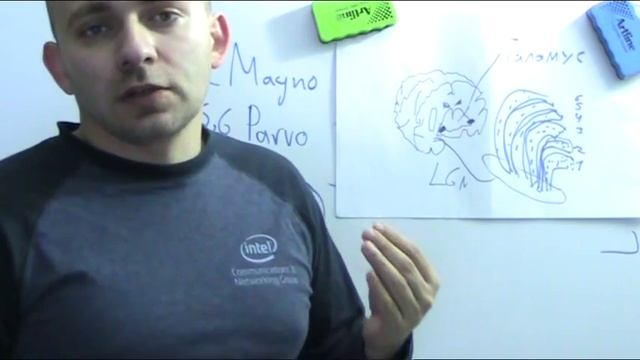 Латеральное коленчатое тело LGN смотреть онлайн