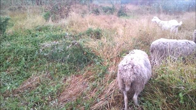 Дикий огород. Как выбрать участок. Полевая практика. смотреть онлайн