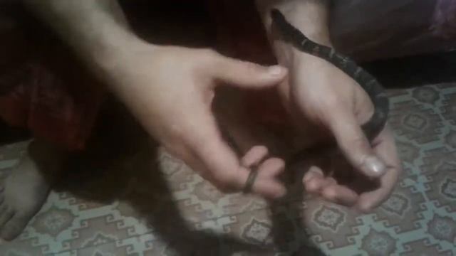 Амурский полоз ручной