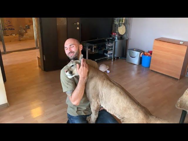 Месси очень скучал. Как пума Месси радуется встрече.