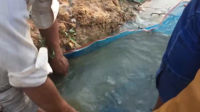 Amazing Human catch Креветки Curry - Как поймать маленькие креветки Curry Village Style -null смотреть онлайн