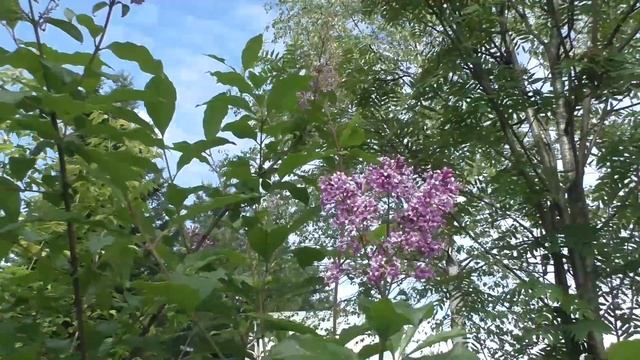 Дачные дела Как размножить растения смотреть онлайн