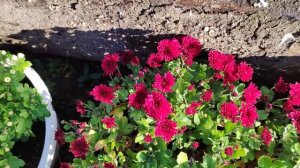 Ампельная Хризантема.