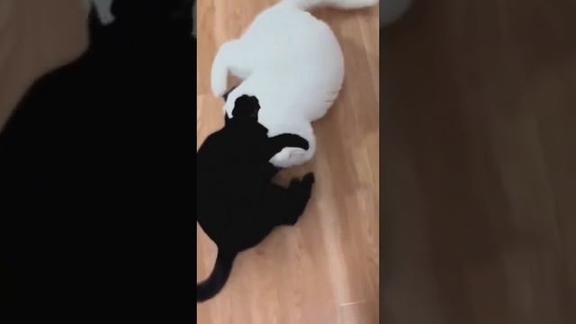 СМЕШНОЙ КОТ????