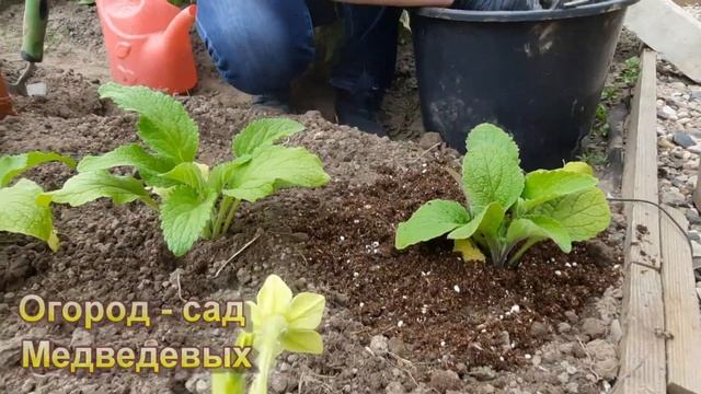 Выращивание наперстянки из семян. «Коварная обольстительница в веснушках» смотреть онлайн