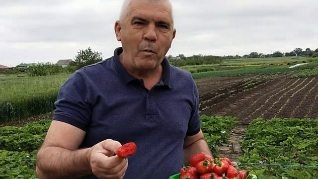 Клубника Альба Урожайность и размер ягоды зашкаливает! смотреть онлайн