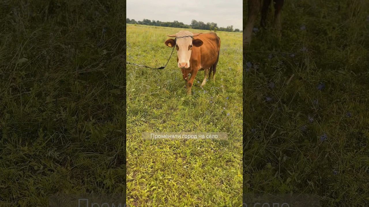Переехали из города в деревню, чтобы видеть это #башкирия#село#деревня#природа#детство#переехали смотреть онлайн