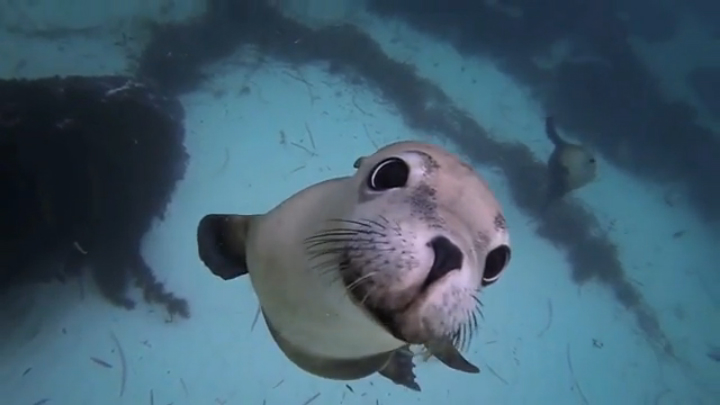 Плавание с морскими львами смотреть онлайн
