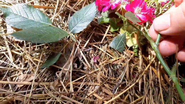 Обрезка розы АЛЬБЕРИХ . смотреть онлайн