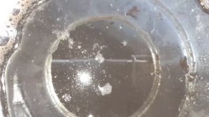 Как получить каучук из одуванчиков