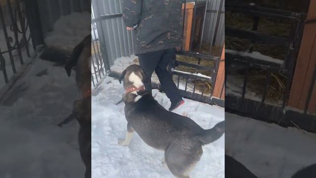 История про то ,как собака ,живя в вольере, ЗАБЕРЕМЕНЕЛА 🙈 смотреть онлайн