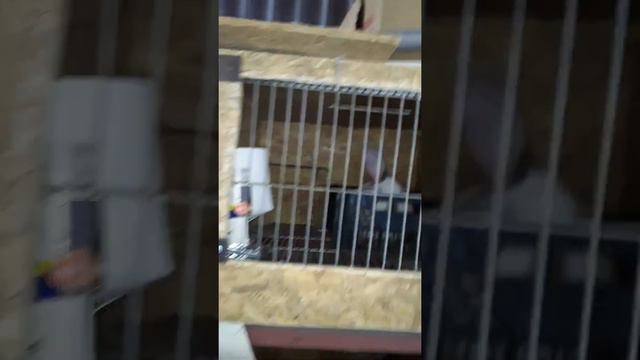 Калифам клетка , я думаю им нравится...😉 смотреть онлайн