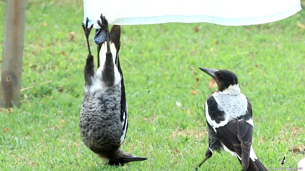 Сороки развлекаются) смотреть онлайн