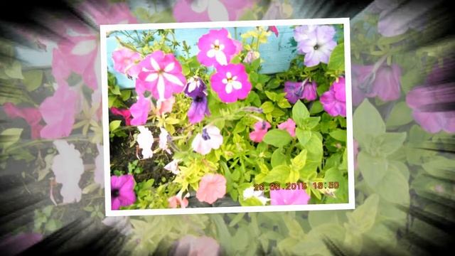 Вальс цветов. смотреть онлайн