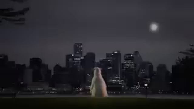 Белый медведь благодарит человека=))) смотреть онлайн