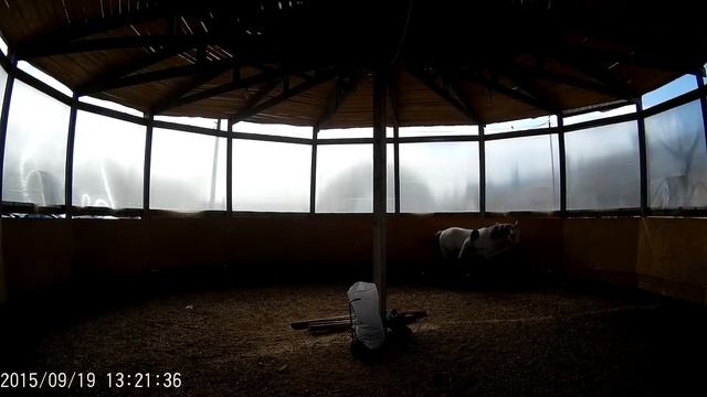 Без прекрас. Первое занятие с Помпеем по гимнастированию лошади смотреть онлайн