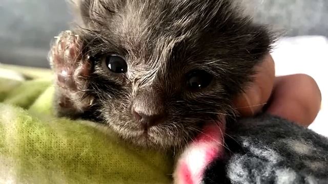 Когда этого котенка нашли, он был слаб и даже не умел кушать. Только посмотрите каким он вырос смотреть онлайн