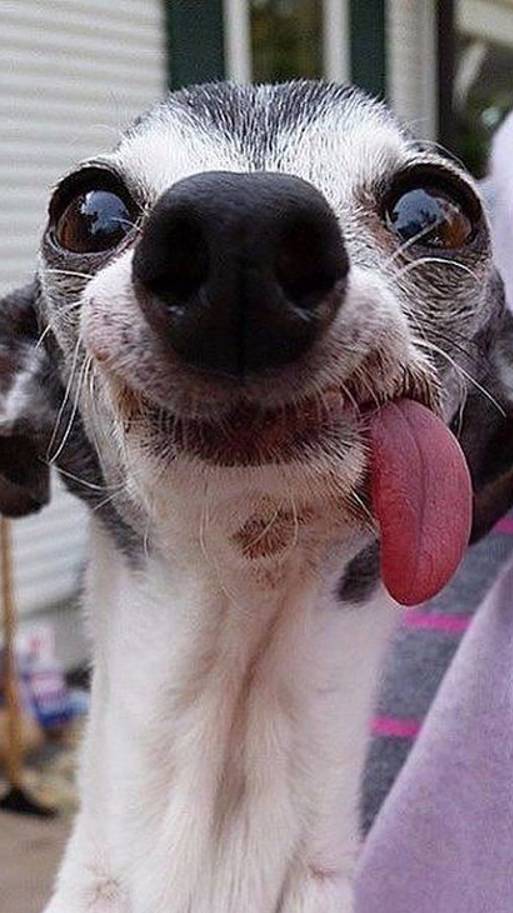 ВИДЕО ПРИКОЛЫ!!! СМЕШНЫЕ ЖИВОТНЫЕ.ПОДБОРКА ИЗ ИНЕТА. ЧАСТЬ 1 смотреть онлайн