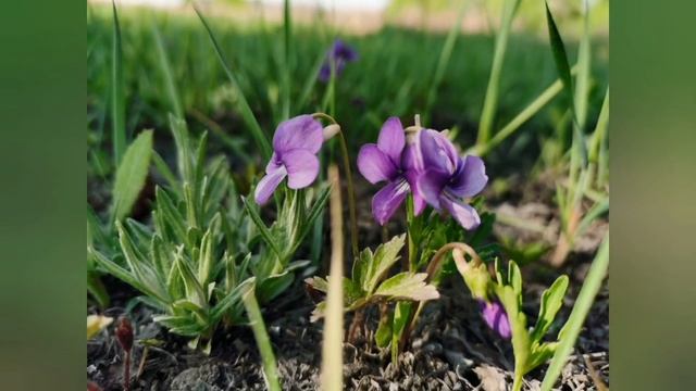 Весенние цветы Восточной Сибири смотреть онлайн