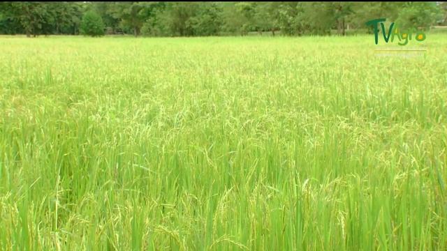 Manejo de Tecnologías y Riego en el Cultivo de Arroz - TvAgro por Juan Gonzalo Angel смотреть онлайн