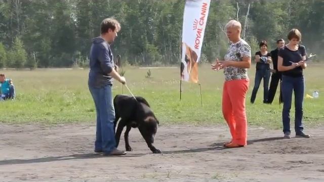 Рабочий кобели МОНО САО Курган 23.08.2014 эксперт Овсянникова Юлия (Москва) смотреть онлайн