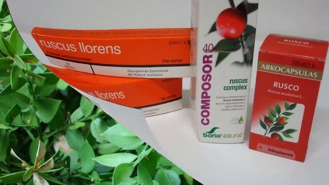 ruscus aculeatus L. смотреть онлайн