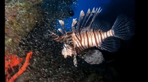 Полосатая крылатка (рыба-зебра)