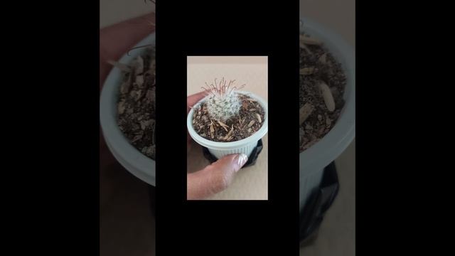 #short Mammillaria bombycina❤️❤️❤️ смотреть онлайн