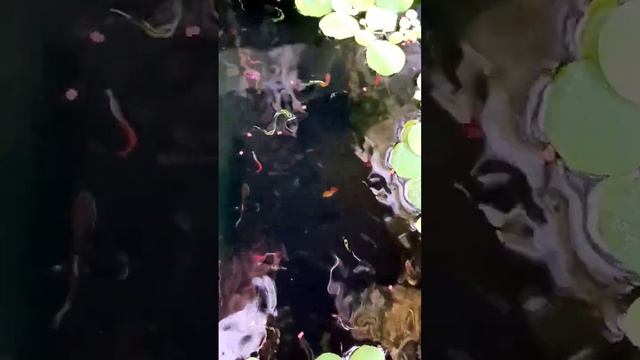Keindahan Ikan Guppy Batik, Menjaga Ekosistem Perkembangbiakan Ikan Kecil / Hias #animals #hewan