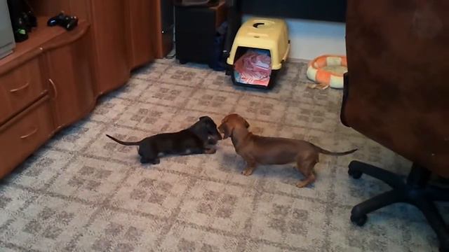 Varvara&Topa смотреть онлайн