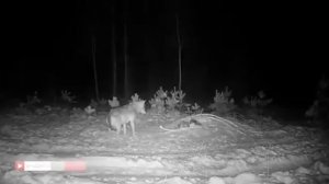 Охота на Волка! ? Волк на приваде!!!