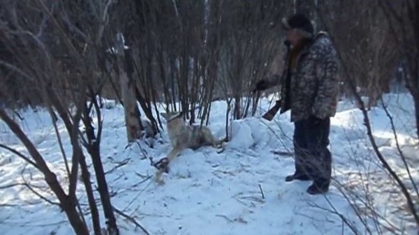 Охота на волка капканом (Wolf hunting trap)