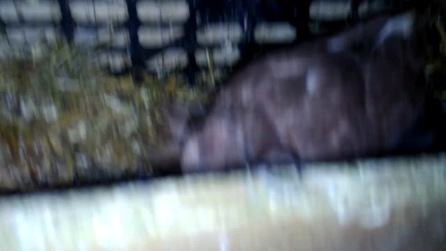 Январь все голуби на яйцах смотреть онлайн