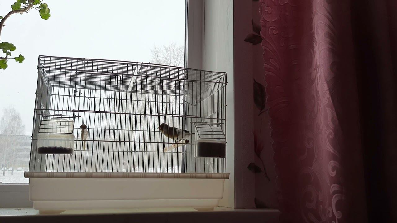 Молодой гибрид щегол+канарейка начинает бурчать. 21.11.2021 год смотреть онлайн