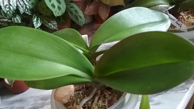 Мои групповые посадки (август 2020 ) смотреть онлайн