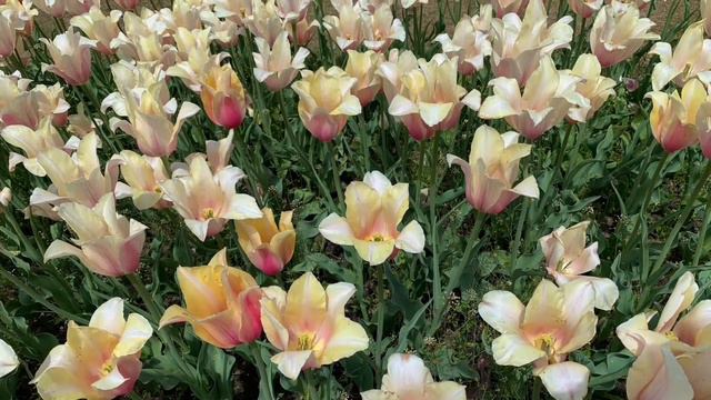 Tulip Time 2021, Holland Michigan смотреть онлайн