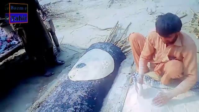 Enjoy Bakkher Rizwan dilkash shamshi vali dagain phali var thareq ma смотреть онлайн