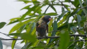 Лес - Завораживающая Красота Природы, Красивая Музыка С Пением Птиц В Лесу