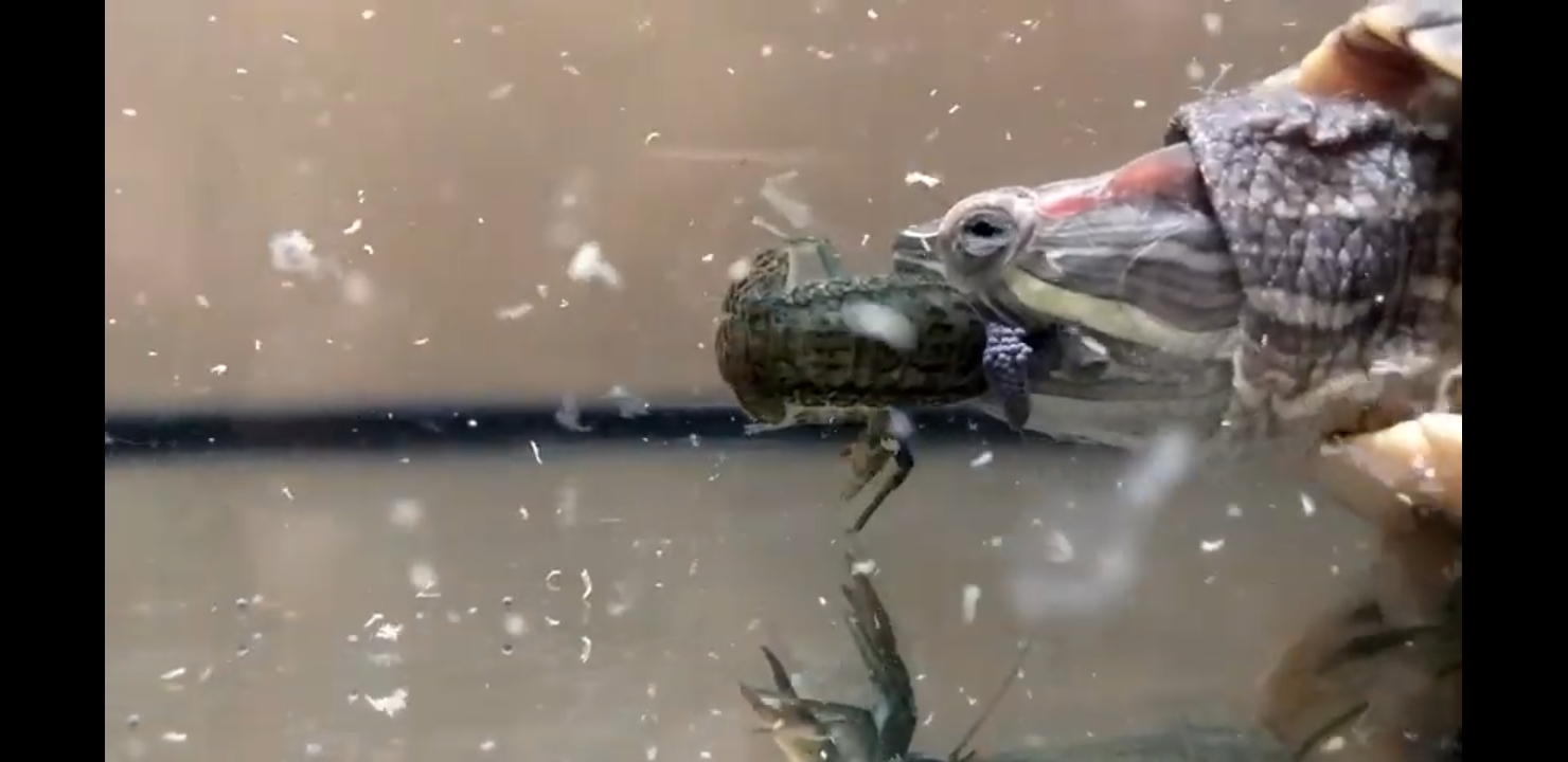 самый опасный хищник / черепаха в деле против раков 【ЖИВОЕ КОРМЛЕНИЕ】 смотреть онлайн
