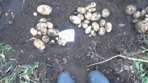 Картофель ранние сорта,сколько в кусту, сравнение. ч-1