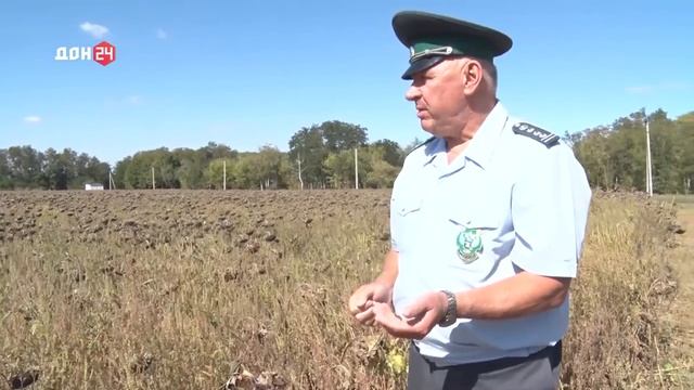 Амброзия в поле подсолнечника.mp4 смотреть онлайн