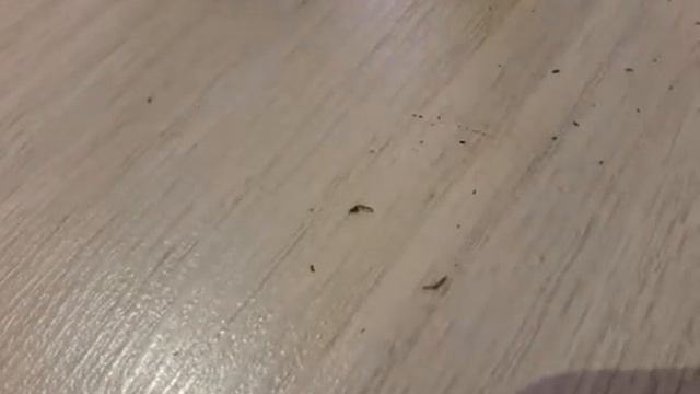 Прозрачные червяки в рассаде?В чем ПРИЧИНА и как ИЗБАВИТЬСЯ смотреть онлайн