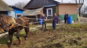 Пашем огород на коне Бароне