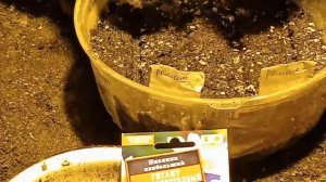 Нивяник (Leucanthemum) посев семян в подготовленную землю