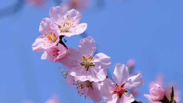 Нежная музыка, успокаивает нервную систему и радует душу 🍀 лечебная музыка для сердца и сосудов #2 смотреть онлайн