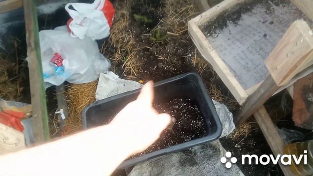 Обзор теплицы 14 февраля. земляника, цветы и хвойники #дача #деревня #питомник #петуния #теплица смотреть онлайн