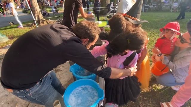 Ди в Америке. Хэллоуин. Голливуд смотреть онлайн