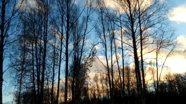 VID 20211114 155251 В святой обители природы... (Н. Рубцов)...Павел Васильев Лахтинский смотреть онлайн