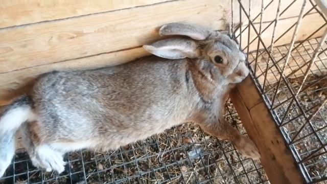 Разведение кроликов.Кормим кроликов виноградной лозой,Часть 1 смотреть онлайн